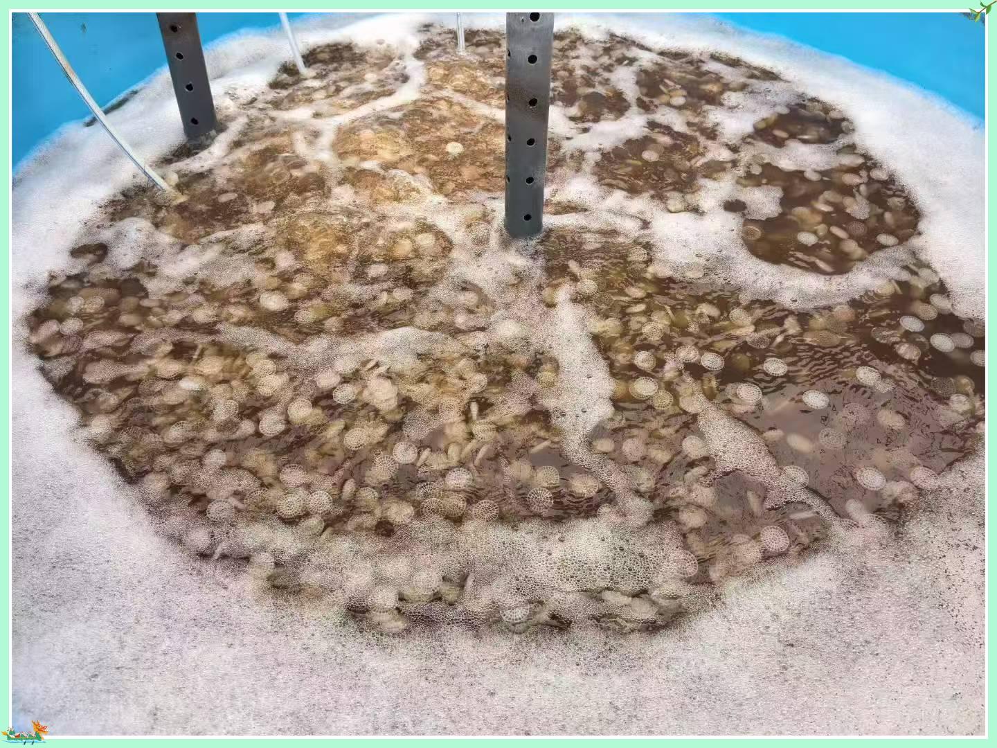 How MBBR Bio Media Improves Biological Wastewater Treatment